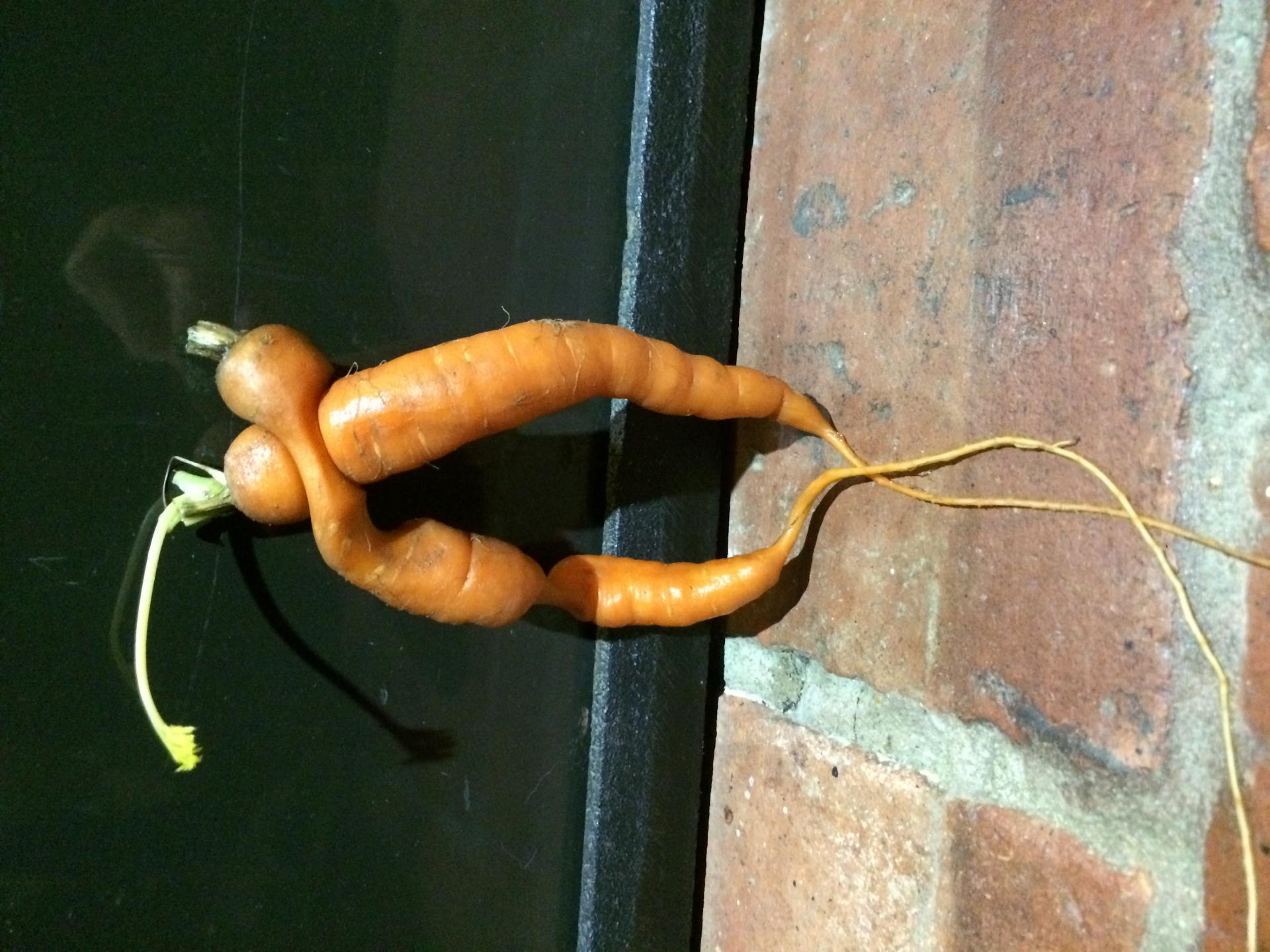 Les carottes d'Hérauville font la Paix