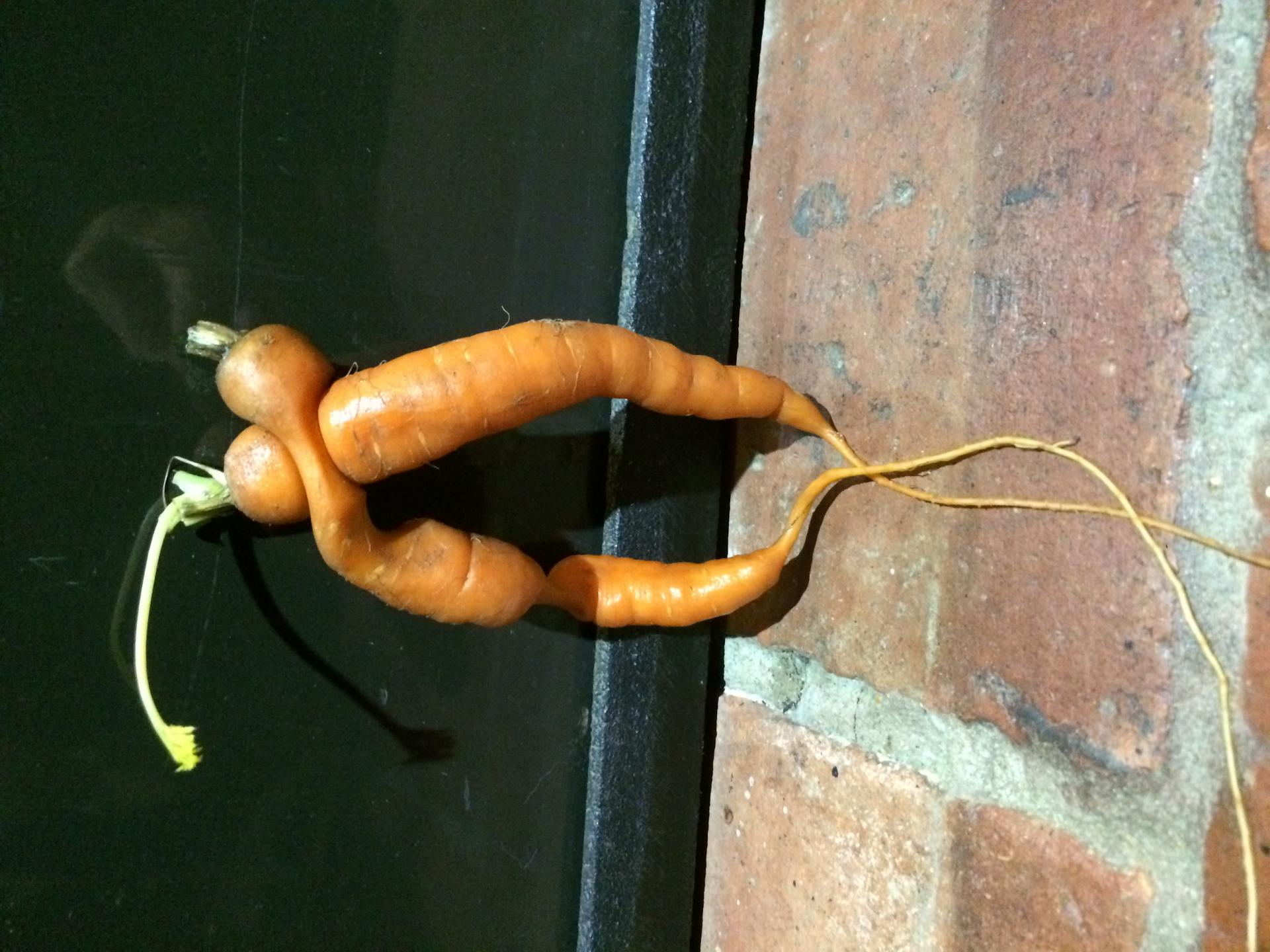 Les carottes d'Hérauville font la Paix