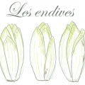 endives de pleine terre